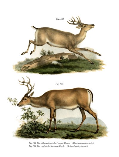 Pampas Deer by German School